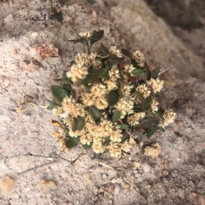 Alternanthera sp. A Flora of NSW (M. Gray 5187) J. Palmer at Cooleman Ridge - 23 Nov 2019 by Nat