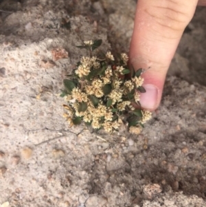 Alternanthera sp. A Flora of NSW (M. Gray 5187) J. Palmer at Stromlo, ACT - 24 Nov 2019 09:12 AM