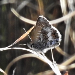 Neolucia agricola (Fringed Heath-blue) at Namadgi National Park - 27 Nov 2019 by JohnBundock