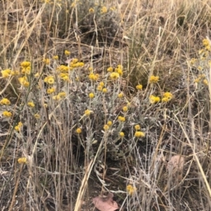 Chrysocephalum apiculatum at Stromlo, ACT - 24 Nov 2019 09:12 AM