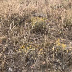 Chrysocephalum apiculatum at Stromlo, ACT - 24 Nov 2019 09:12 AM