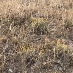 Chrysocephalum apiculatum at Stromlo, ACT - 24 Nov 2019