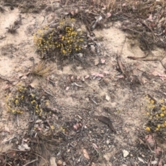 Chrysocephalum apiculatum (Common Everlasting) at Cooleman Ridge - 23 Nov 2019 by Nat