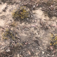 Chrysocephalum apiculatum (Common Everlasting) at Stromlo, ACT - 23 Nov 2019 by Nat