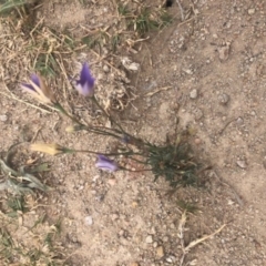 Wahlenbergia luteola (Yellowish Bluebell) at Cooleman Ridge - 23 Nov 2019 by Nat