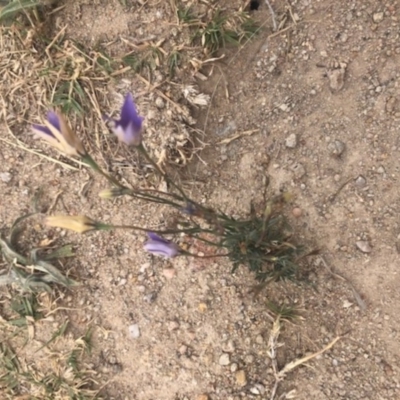 Wahlenbergia luteola (Yellowish Bluebell) at Cooleman Ridge - 23 Nov 2019 by Nat