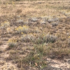 Chrysocephalum apiculatum (Common Everlasting) at Cooleman Ridge - 23 Nov 2019 by Nat