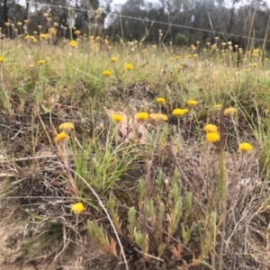 Leptorhynchos squamatus at Tuggeranong DC, ACT - 24 Nov 2019