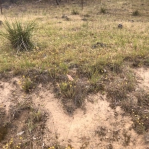 Leptorhynchos squamatus at Tuggeranong DC, ACT - 24 Nov 2019