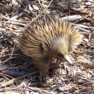 Tachyglossus aculeatus at Molonglo Valley, ACT - 28 Nov 2019 09:54 AM