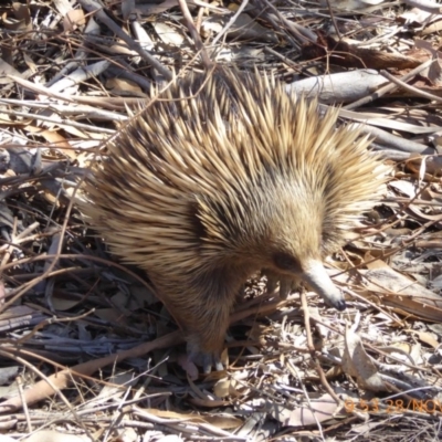 Tachyglossus aculeatus (Short-beaked Echidna) at Molonglo Valley, ACT - 28 Nov 2019 by AndyRussell