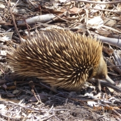 Tachyglossus aculeatus at Molonglo Valley, ACT - 28 Nov 2019 09:54 AM