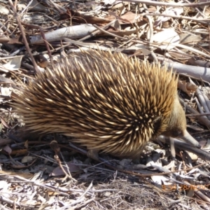 Tachyglossus aculeatus at Molonglo Valley, ACT - 28 Nov 2019 09:54 AM