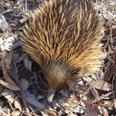 Tachyglossus aculeatus at Molonglo Valley, ACT - 28 Nov 2019