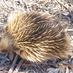 Tachyglossus aculeatus at Molonglo Valley, ACT - 28 Nov 2019 09:54 AM