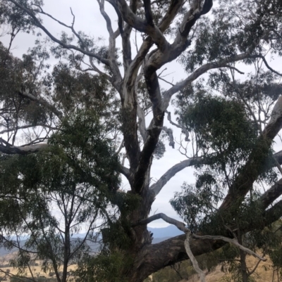 Eucalyptus melliodora (Yellow Box) at Cooleman Ridge - 23 Nov 2019 by Nat