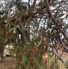 Eucalyptus melliodora at Cooleman Ridge - 24 Nov 2019 10:02 AM