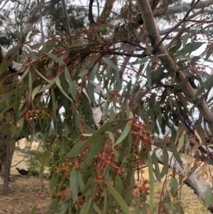 Eucalyptus melliodora at Cooleman Ridge - 24 Nov 2019