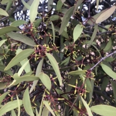 Amyema pendula subsp. pendula (Drooping Mistletoe) at Cooleman Ridge - 23 Nov 2019 by Nat
