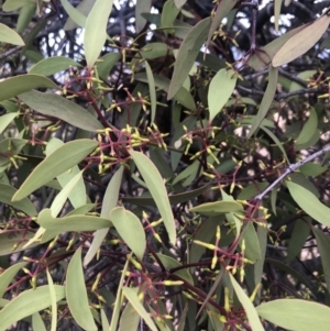 Amyema pendula subsp. pendula at Chapman, ACT - 24 Nov 2019