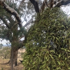 Amyema pendula subsp. pendula at Chapman, ACT - 24 Nov 2019