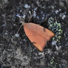 Tortricopsis uncinella (A concealer moth) at Namadgi National Park - 27 Nov 2019 by JohnBundock