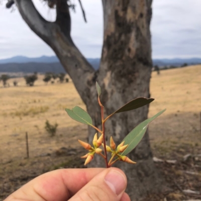 Eucalyptus blakelyi (Blakely's Red Gum) at Cooleman Ridge - 24 Nov 2019 by Nat