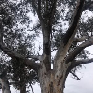Eucalyptus blakelyi at Cooleman Ridge - 24 Nov 2019