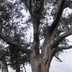 Eucalyptus blakelyi at Cooleman Ridge - 24 Nov 2019