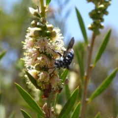 Thyreus caeruleopunctatus (Chequered cuckoo bee) at Molonglo Valley, ACT - 28 Nov 2019 by AndyRussell