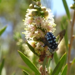 Thyreus caeruleopunctatus at Molonglo Valley, ACT - 28 Nov 2019 11:15 AM