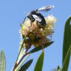 Thyreus caeruleopunctatus at Molonglo Valley, ACT - 28 Nov 2019 11:15 AM