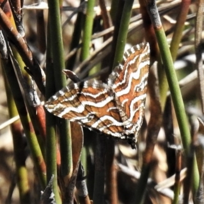 Melitulias graphicata (Mask Carpet) at Namadgi National Park - 27 Nov 2019 by JohnBundock