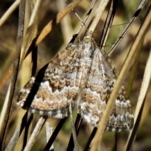Chrysolarentia argocyma at Booth, ACT - 27 Nov 2019
