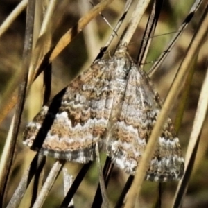 Chrysolarentia symphona at Namadgi National Park - 27 Nov 2019