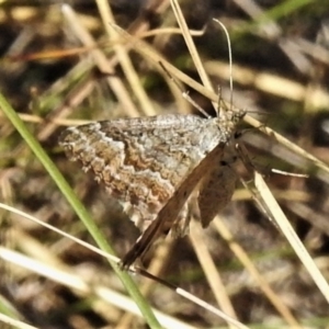 Chrysolarentia symphona at Namadgi National Park - 27 Nov 2019