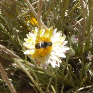 Villa sp. (genus) at Molonglo Valley, ACT - 28 Nov 2019 10:15 AM