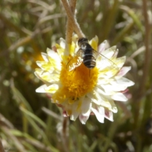 Villa sp. (genus) at Molonglo Valley, ACT - 28 Nov 2019