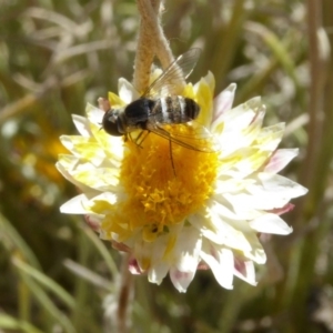 Villa sp. (genus) at Molonglo Valley, ACT - 28 Nov 2019 10:15 AM