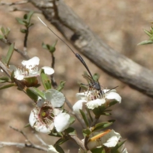 Gasteruption sp. (genus) at Molonglo Valley, ACT - 28 Nov 2019