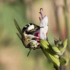 Amegilla (Zonamegilla) asserta (Blue Banded Bee) at Higgins, ACT - 28 Nov 2019 by AlisonMilton