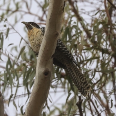 Eudynamys orientalis (Pacific Koel) at Higgins, ACT - 22 Nov 2019 by AlisonMilton