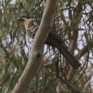 Eudynamys orientalis at Higgins, ACT - 22 Nov 2019 08:06 AM