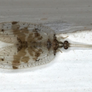 Carobius pulchellus at Ainslie, ACT - 24 Oct 2019