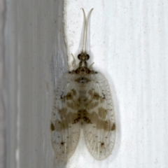 Carobius pulchellus at Ainslie, ACT - 24 Oct 2019 08:14 PM