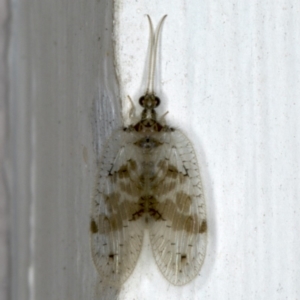 Carobius pulchellus at Ainslie, ACT - 24 Oct 2019