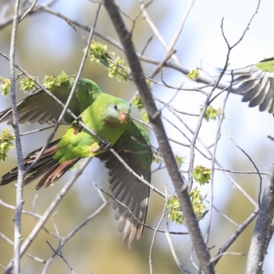 Polytelis swainsonii (Superb Parrot) at Hawker, ACT - 28 Sep 2019 by Alison Milton