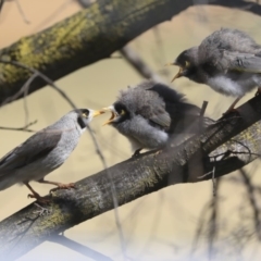 Manorina melanocephala (Noisy Miner) at Hawker, ACT - 28 Sep 2019 by AlisonMilton