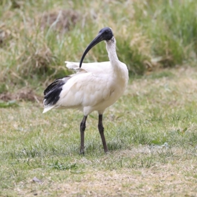 Threskiornis molucca (Australian White Ibis) at Belconnen, ACT - 17 Sep 2019 by AlisonMilton