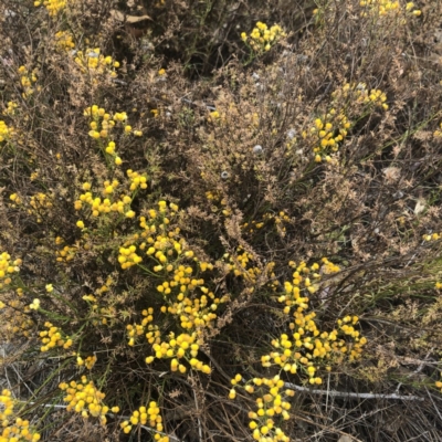 Chrysocephalum semipapposum (Clustered Everlasting) at Tuggeranong DC, ACT - 23 Nov 2019 by Nat